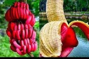 लाल केला खाने के हैं गजब के फायदे, आप भी जानें इसके चमत्कारी गुण
