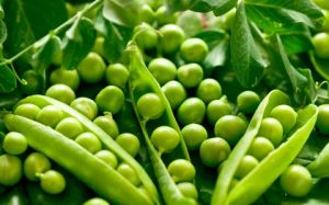 पालक से ज्यादा प्रोटीन देती है हरी मटर