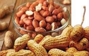 पाचन से लेकर हृदय रोगों तक के लिए फायदेमंद है मूंगफली 