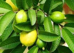सुबह खाली पेट खाएं अमरूद के पत्ते, मिलेंगे ये 5 गजब के फायदे