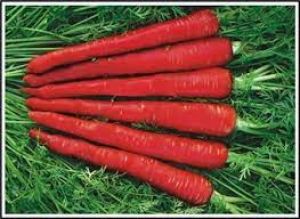   सर्दियों में रामबाण है गाजर, फायदे जान लेंगे तो अभी से खाना शुरू कर देंगे
