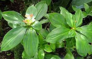 ब्लड शुगर कंट्रोल करती हैं इन 5 पौधों की पत्तियां 