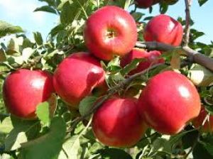  सुबह खाली पेट सेब खाने के फायदे