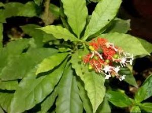  कई औषधीय गुणों से भरपूर है सर्पगंधा जड़ी-बूटी,....