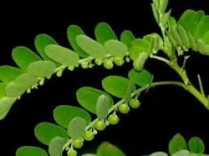 भूमि आँवला के 7 चमत्कारिक औषधीय फायदे 