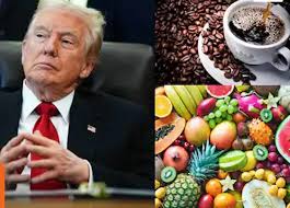 ट्रंप ने बीफ, कॉफी, कुछ फलों पर शुल्क हटाया ट्रंप ने बीफ, कॉफी, कुछ फलों पर शुल्क हटाया