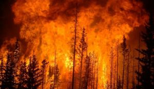  कैलिफोर्निया के जंगल में लगी आग बड़े पैमाने पर फैली