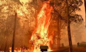  उत्तरी कैलिफोर्निया में जंगल में लगी आग से तीन लोगों की मौत
