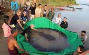  कंबोडिया की मेकांग नदी में दुनिया की सबसे बड़ी मीठे पानी की मछली मिली