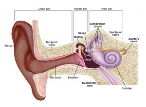  मनुष्यों के कान की महत्वपूर्ण हड्डी कोक्लीया पर वैज्ञानिकों और चिकित्सकों ने किया अहम शोध