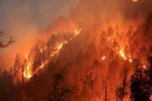 जंगल में लगी आग में 13 लोगों की मौत