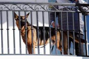 बाइडन के कुत्ते ‘कमांडर' ने चार महीने में सीक्रेट सर्विस के अधिकारियों को 10 बार काटा