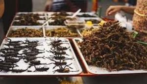  सिंगापुर ने 16 कीड़ों को मानव भोजन के रूप में इस्तेमाल करने की मंजूरी दी