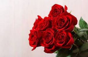 रोज डे पर मिले गुलाब तो रंग से पहचानें फीलिंग, हर कलर का है अलग मतलब 