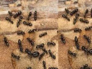 घर में चींटियों से हैं परेशान? ये देसी टिप्स आएंगे काम