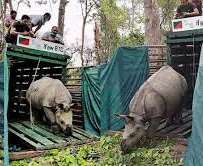चिड़ियाघर में असम से लाये जा रहे हैं दो गैंडे चिड़ियाघर में असम से लाये जा रहे हैं दो गैंडे
