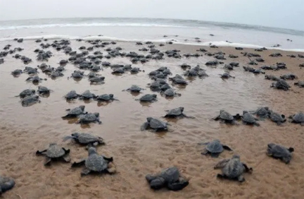 गहिरमाथा समुद्र तट पर जुटे लाखों ओलिव रिडले कछुए गहिरमाथा समुद्र तट पर जुटे लाखों ओलिव रिडले कछुए