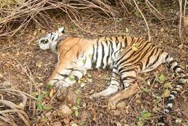 देश में पिछले साढ़े छह महीने में सर्वाधिक बाघ मध्य प्रदेश में मारे गए देश में पिछले साढ़े छह महीने में सर्वाधिक बाघ मध्य प्रदेश में मारे गए