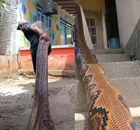 कंधे पर भारी-भरकम अजगर उठाकर जा रहा था शख्स, देखिए फिर क्या हुआ... कंधे पर भारी-भरकम अजगर उठाकर जा रहा था शख्स, देखिए फिर क्या हुआ...