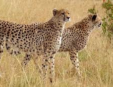 चीतों को दोबारा बसाने के लिए कुनो राष्ट्रीय उद्यान के 24 गांवों को दूसरी जगह बसाया गया : अधिकारी चीतों को दोबारा बसाने के लिए कुनो राष्ट्रीय उद्यान के 24 गांवों को दूसरी जगह बसाया गया : अधिकारी