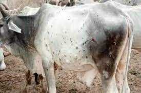लंपी रोग से अब तक 336 गौवंश की मौत लंपी रोग से अब तक 336 गौवंश की मौत