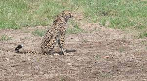 कूनो राष्ट्रीय उद्यान में लाये गये सभी आठ चीते स्वस्थ एवं तंदुरूस्त कूनो राष्ट्रीय उद्यान में लाये गये सभी आठ चीते स्वस्थ एवं तंदुरूस्त