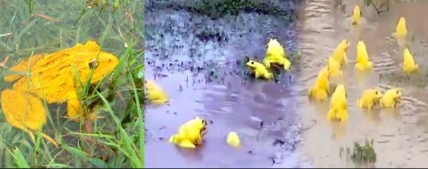 तालाब में दिखे दुर्लभ पीले मेंढक, लोगों ने अच्छी बारिश होने की जताई संभावना तालाब में दिखे दुर्लभ पीले मेंढक, लोगों ने अच्छी बारिश होने की जताई संभावना