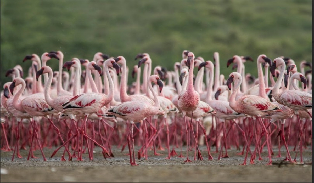 पीएम मोदी ने एटा और कच्छ की वेटलैंड्स को रामसर मान्यता मिलने पर जताई प्रसन्नता पीएम मोदी ने एटा और कच्छ की वेटलैंड्स को रामसर मान्यता मिलने पर जताई प्रसन्नता