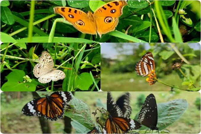 असम के अभयारण्य में तरह-तरह की तितलियों का बसेरा, नयी किताब में किया गया 281 प्रजातियों का जिक्र असम के अभयारण्य में तरह-तरह की तितलियों का बसेरा, नयी किताब में किया गया 281 प्रजातियों का जिक्र