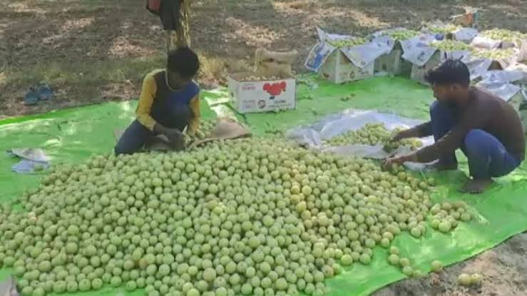 ‘मन की बात’ में पीएम ने किया प्रतापगढ़ के आंवले का जिक्र, बताया कैसे बना किसानों और महिलाओं के लिए आय का माध्यम ‘मन की बात’ में पीएम ने किया प्रतापगढ़ के आंवले का जिक्र, बताया कैसे बना किसानों और महिलाओं के लिए आय का माध्यम