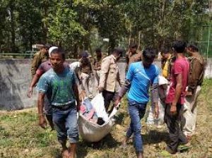पार्क के बाड़े में गिरा युवक, बाघिन ने मार डाला