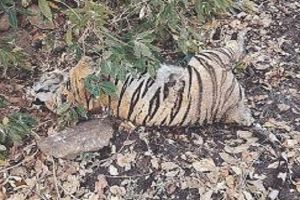 कान्हा बाघ अभयारण्य में एक बाघ का शव मिला