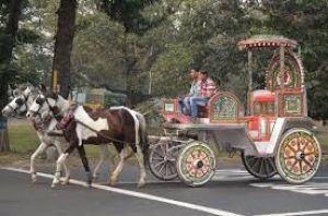  कोलकाता में बग्घी की सवारी कराने वाले घोड़ों को उनके हाल पर छोड़ा गया