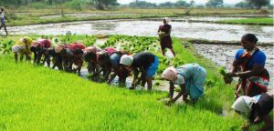 लॉकडाउन: केंद्र ने किसानों और खेती की गतिविधियों के लिए क्या- क्या छूट दी... देखें....