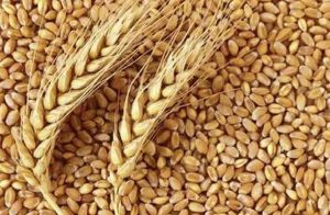  किसानों से 216 लाख टन गेहूं की हुई खरीदी