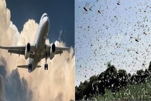  नागर विमानन महानिदेशालय ने टिड्डी दलों से निपटने के लिए पायलट और विमान इंजीनियरों के लिए दिशा-निर्देश जारी किए
