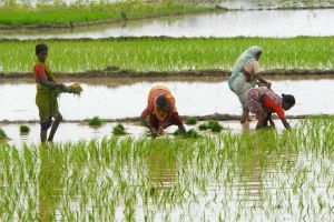   देश में इस वर्ष मॉनसून सामान्य रहेगा, कृषि में अच्छी पैदावार की संभावना