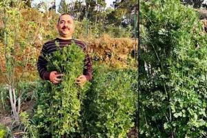  धनिया उगाकर किसान ने गिनीज बुक में बनायी जगह