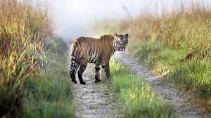  पर्यटकों के लिए फिर खुला कॉर्बेट टाइगर रिजर्व