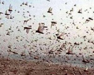  भारत ने टिड्डियों की रोकथाम के लिए ईरान को 25 टन मैलाथियान की आपूर्ति की