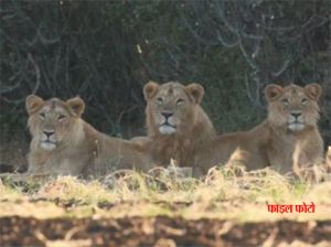 राजकोट शहर के पास पहुंचे तीन शेरों को बचाकर गिर पहुंचाया गया