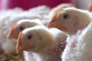  छत्तीसगढ़ , महाराष्ट्र और गुजरात में और कुछ जगहों पर बर्ड फ्लू की पुष्टि