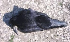   119 पक्षी मृत पाए गए, नमूनों को जांच के लिए भेजा गया