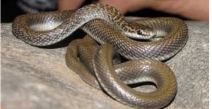    बैंक में घुस आया सांप...