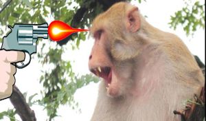   दो बंदरों को गोली मारी, आरोपी गिरफ्तार