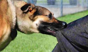  आवारा कुत्तों के काटने से डेढ़ साल की बच्ची की मौत