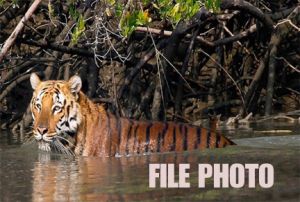  राष्ट्रीय उद्यान में वयोवृद्ध बाघ की मौत