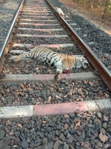 मालगाड़ी से कुचलकर बाघ की मौत