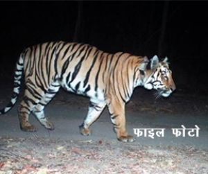  दो शावक सहित छह बाघ लापता!
