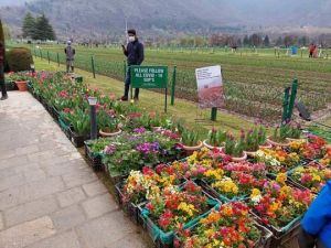  पर्यटकों के लिए खुला ट्यूलिप गार्डन, इस बार दिखेंगे 64 किस्म के 15 लाख फूल